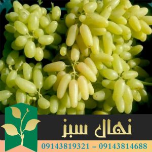 نهال انگور لعل حسینی