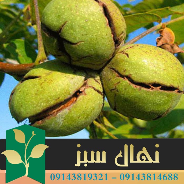 قیمت و خرید نهال گردو یالووا Yalova walnut seedlings