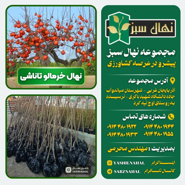 خرید نهال خرمالو تاناشی