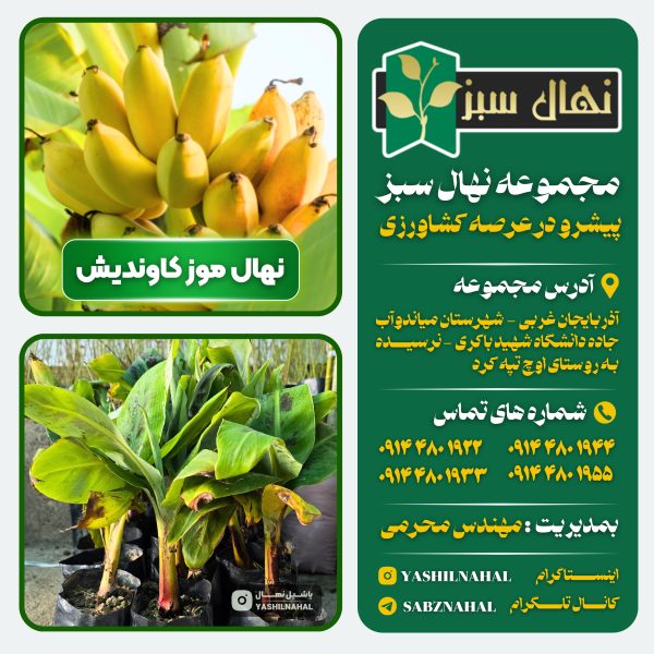 نهال موز پایه کوتاه کاوندیش
