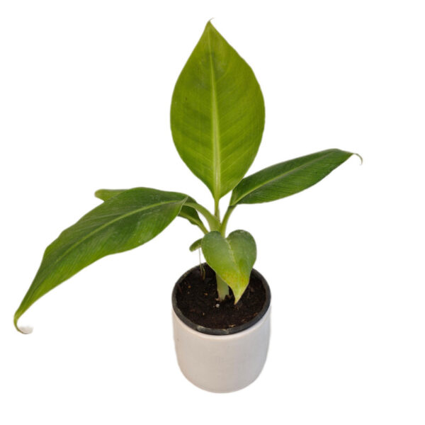 نهال موز کاوندیش