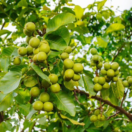 نهال گردو ژنوتیپ 9 ویژه 1