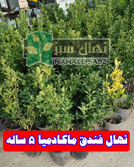 نهال فندق ماکادمیا ۵ ساله